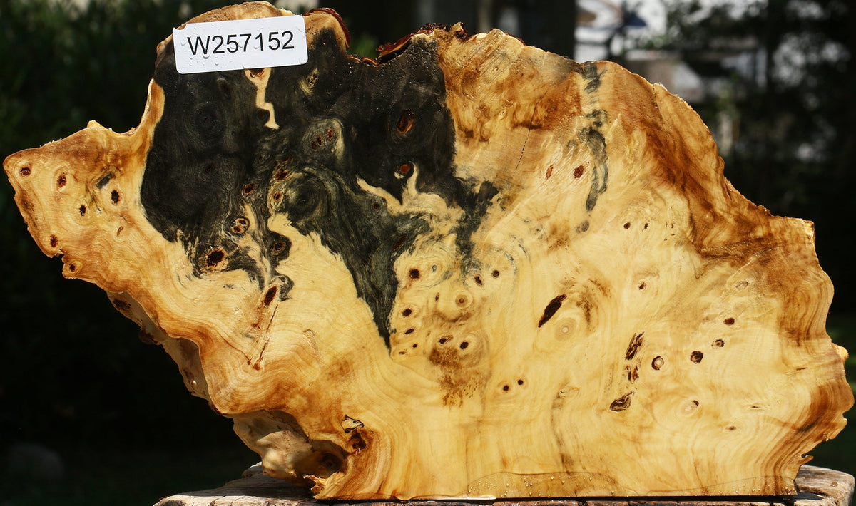 Buckeye Burl Cap