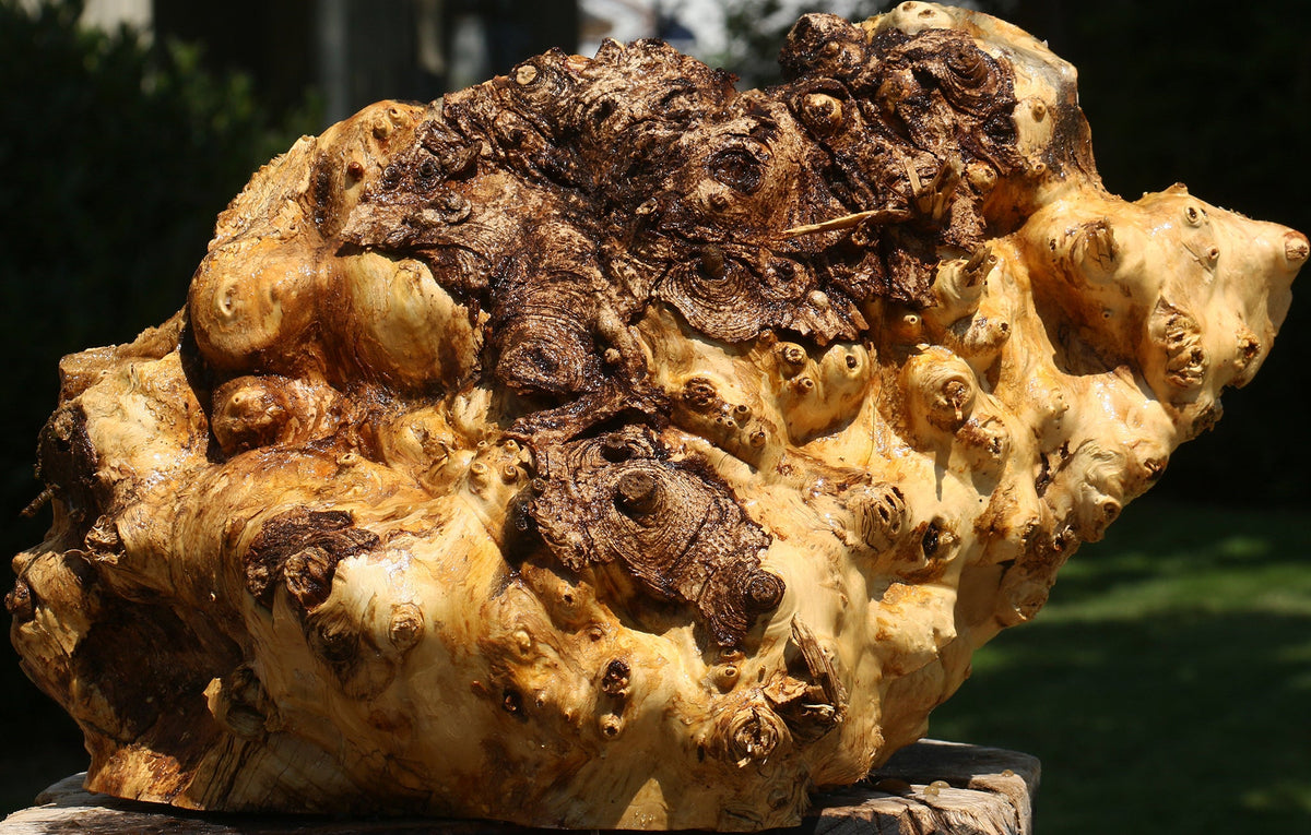 Buckeye Burl Cap