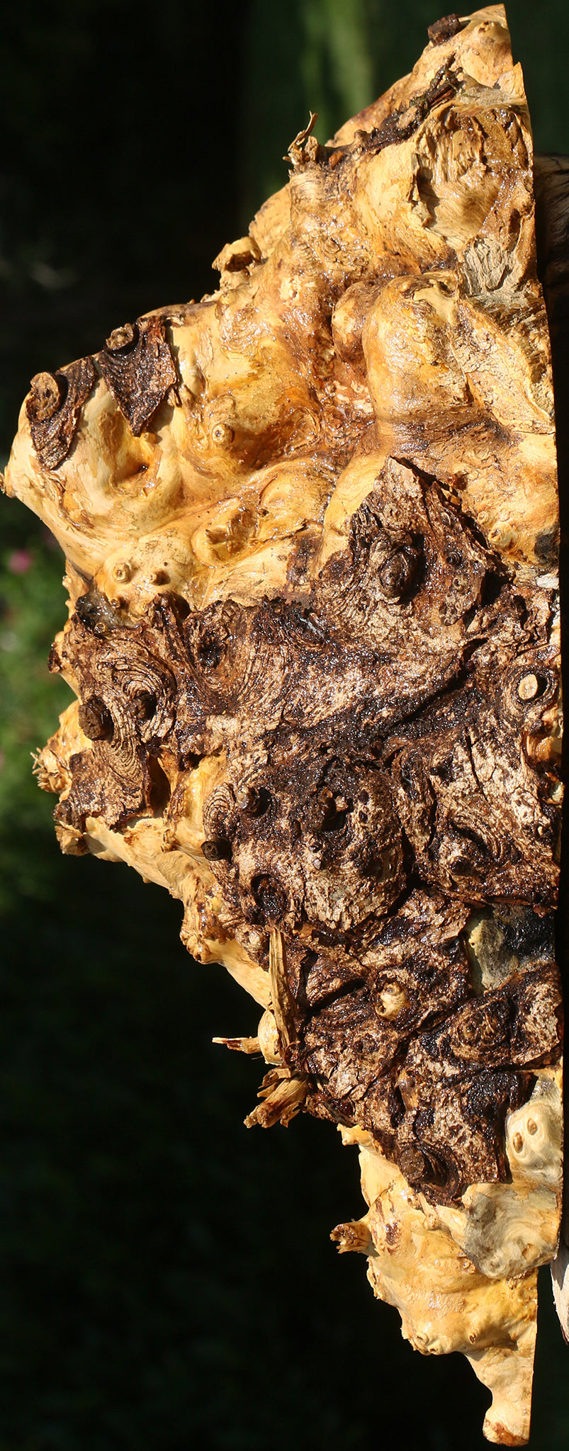 Buckeye Burl Cap