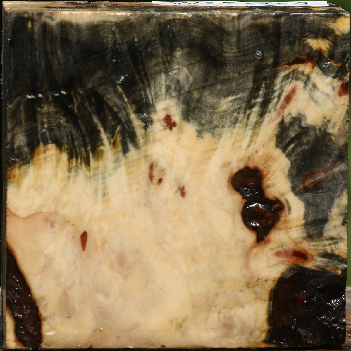 Buckeye Burl Bowl Blank