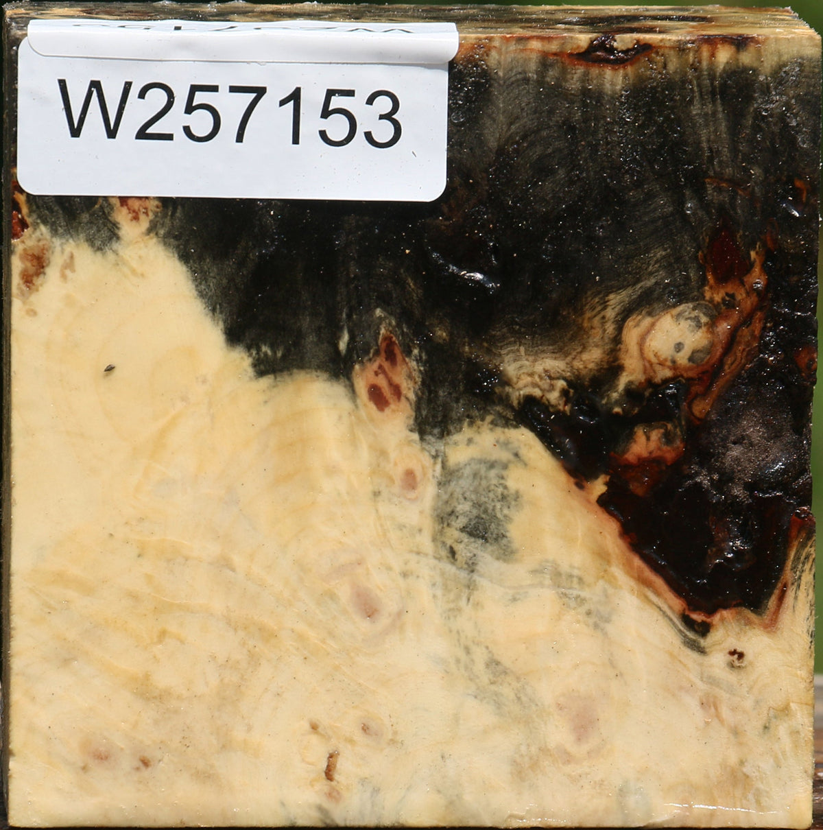 Buckeye Burl Bowl Blank