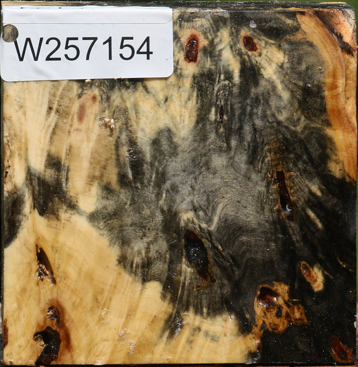 Buckeye Burl Bowl Blank