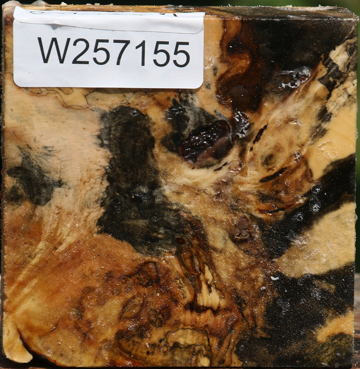 Buckeye Burl Bowl Blank