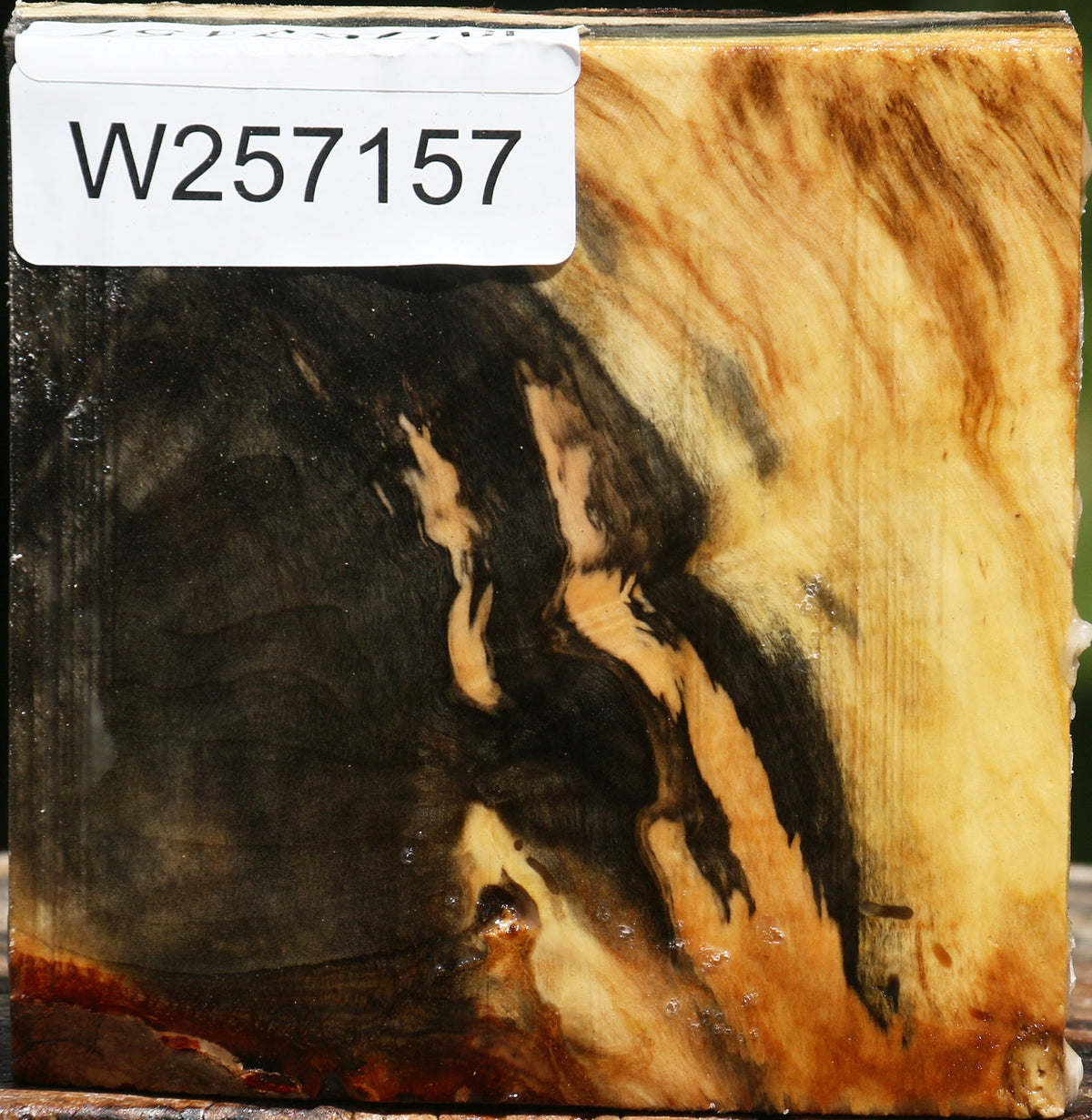 Buckeye Burl Bowl Blank