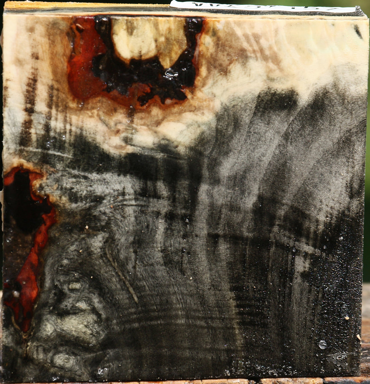 Buckeye Burl Bowl Blank