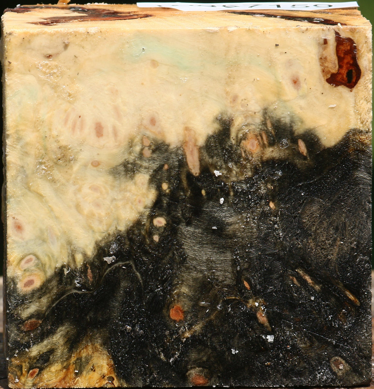Buckeye Burl Bowl Blank