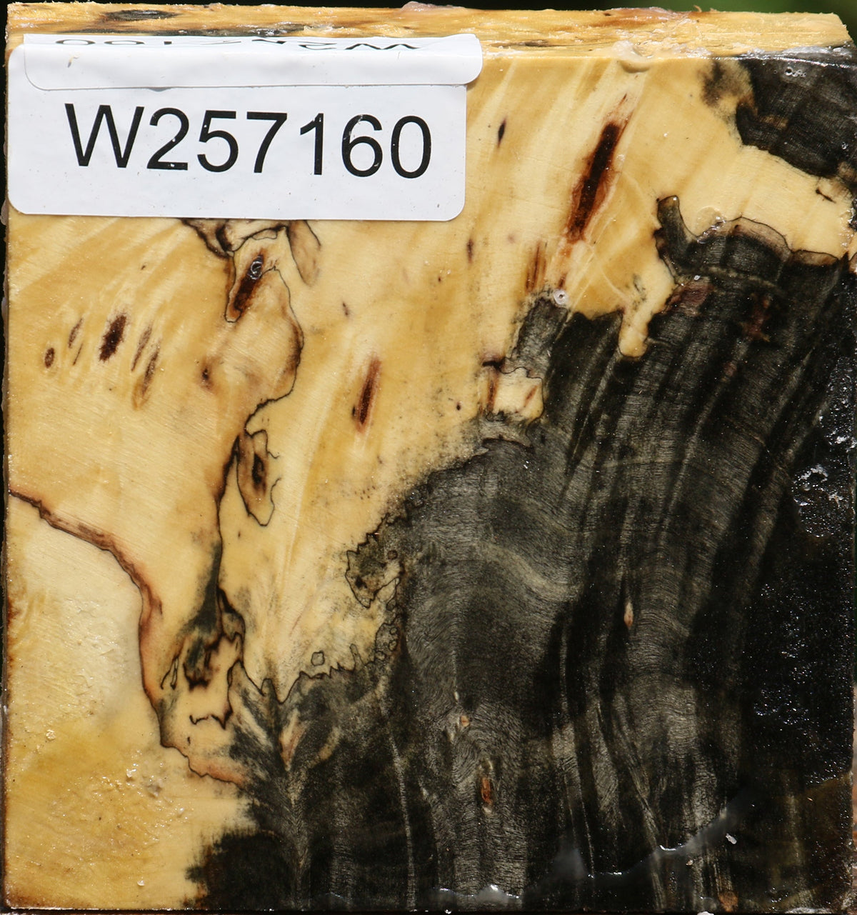 Buckeye Burl Bowl Blank