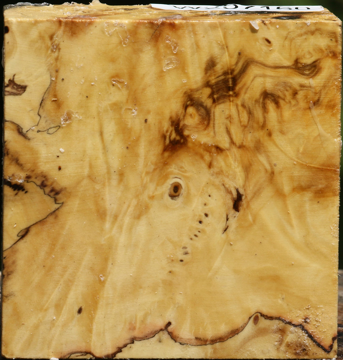 Buckeye Burl Bowl Blank