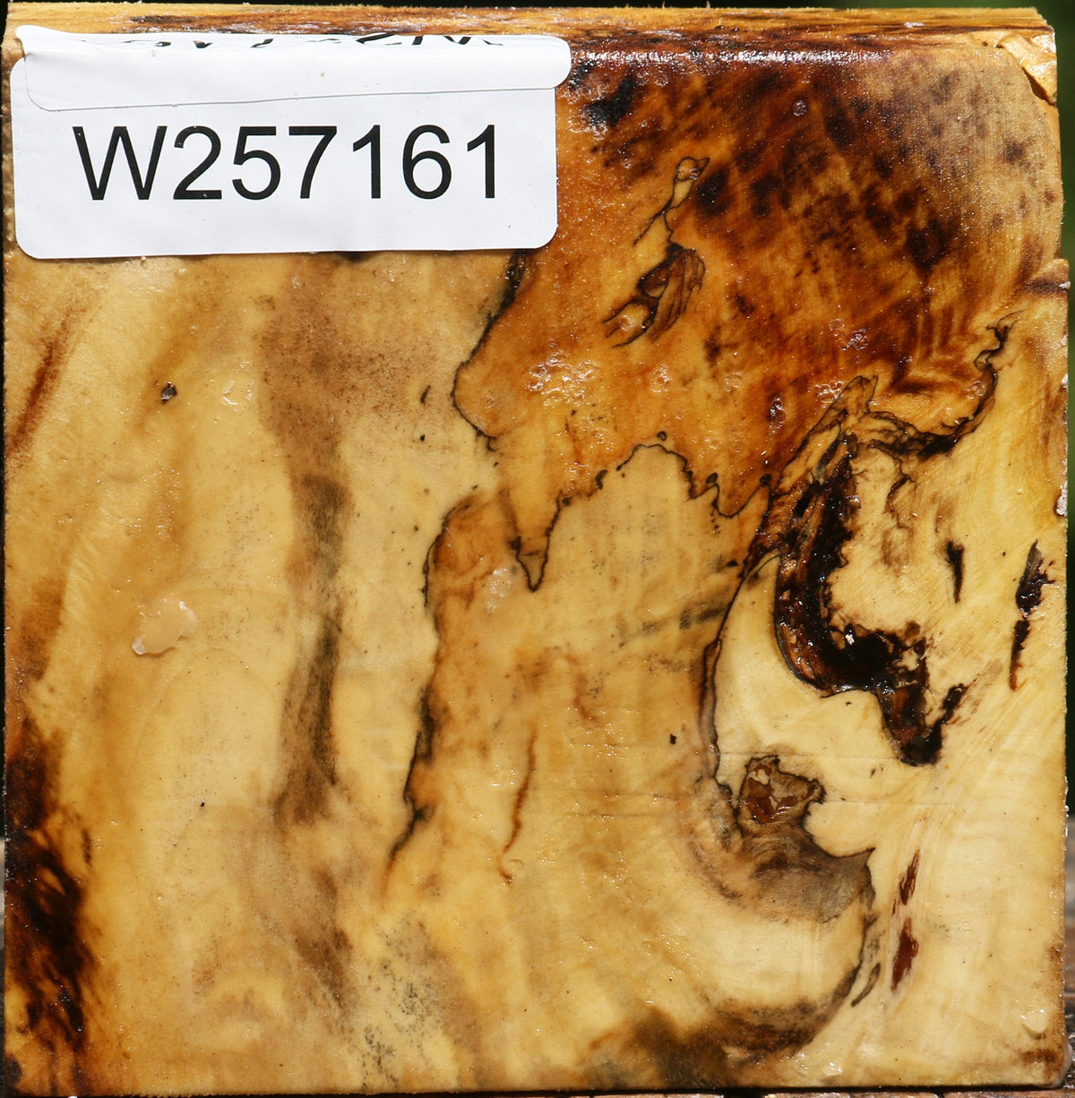 Buckeye Burl Bowl Blank