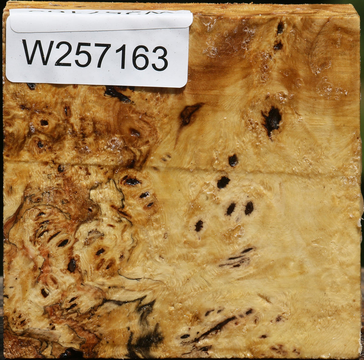 Buckeye Burl Bowl Blank