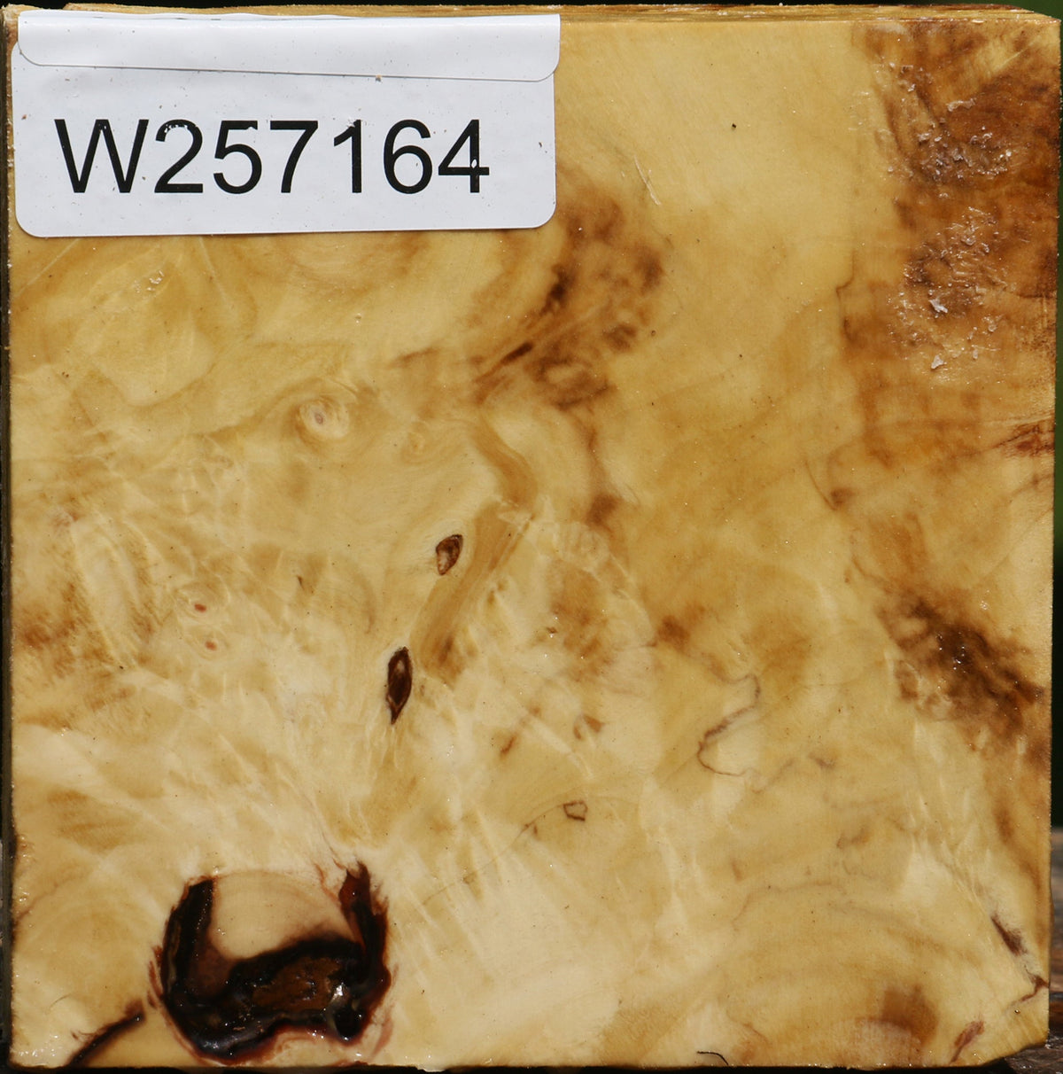Buckeye Burl Bowl Blank