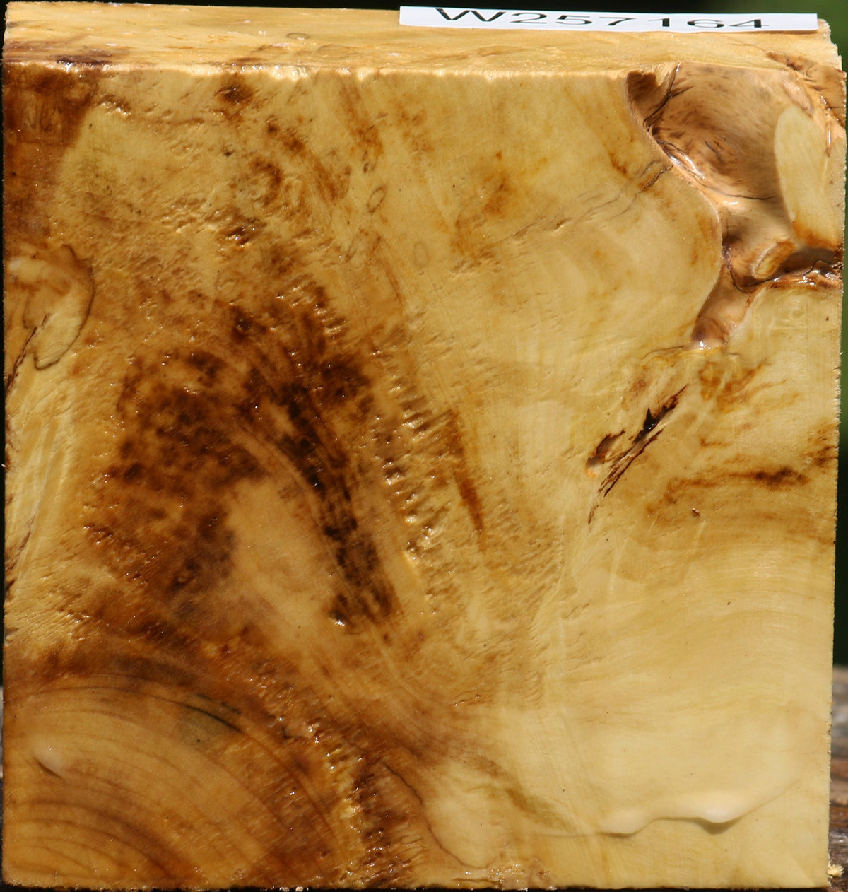 Buckeye Burl Bowl Blank