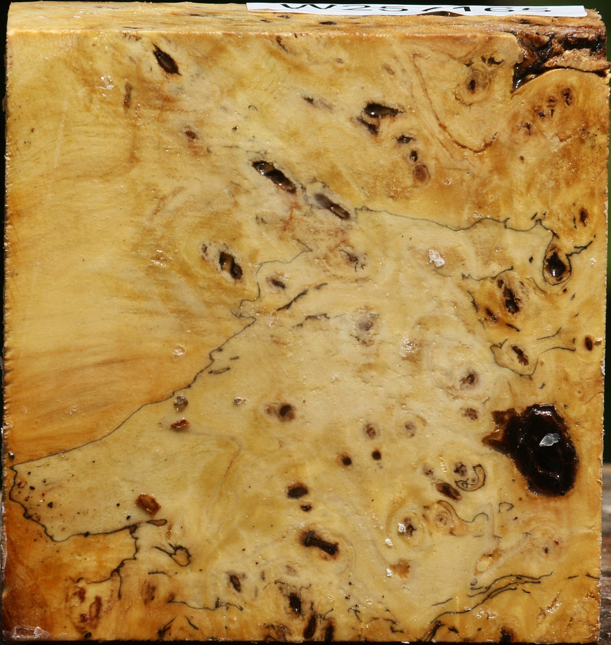 Buckeye Burl Bowl Blank