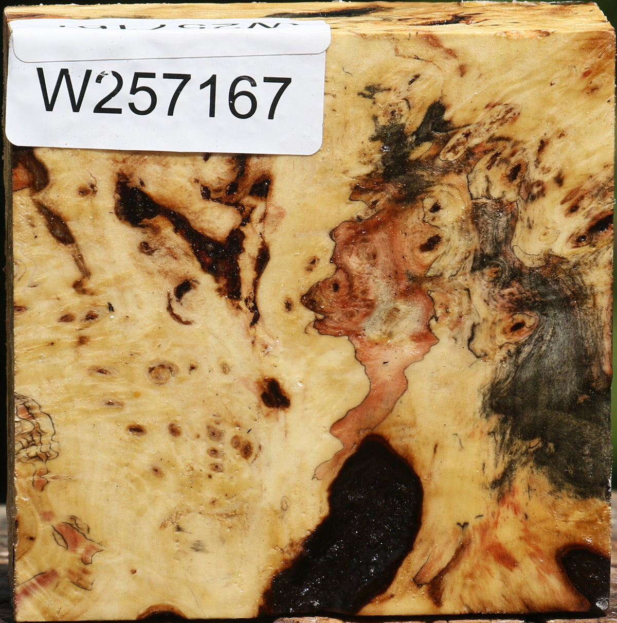 Buckeye Burl Bowl Blank