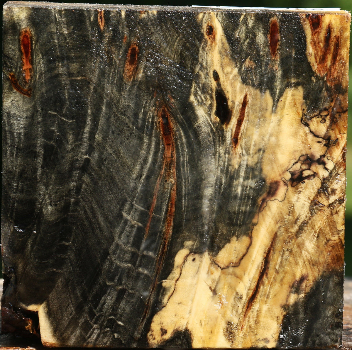 Buckeye Burl Bowl Blank
