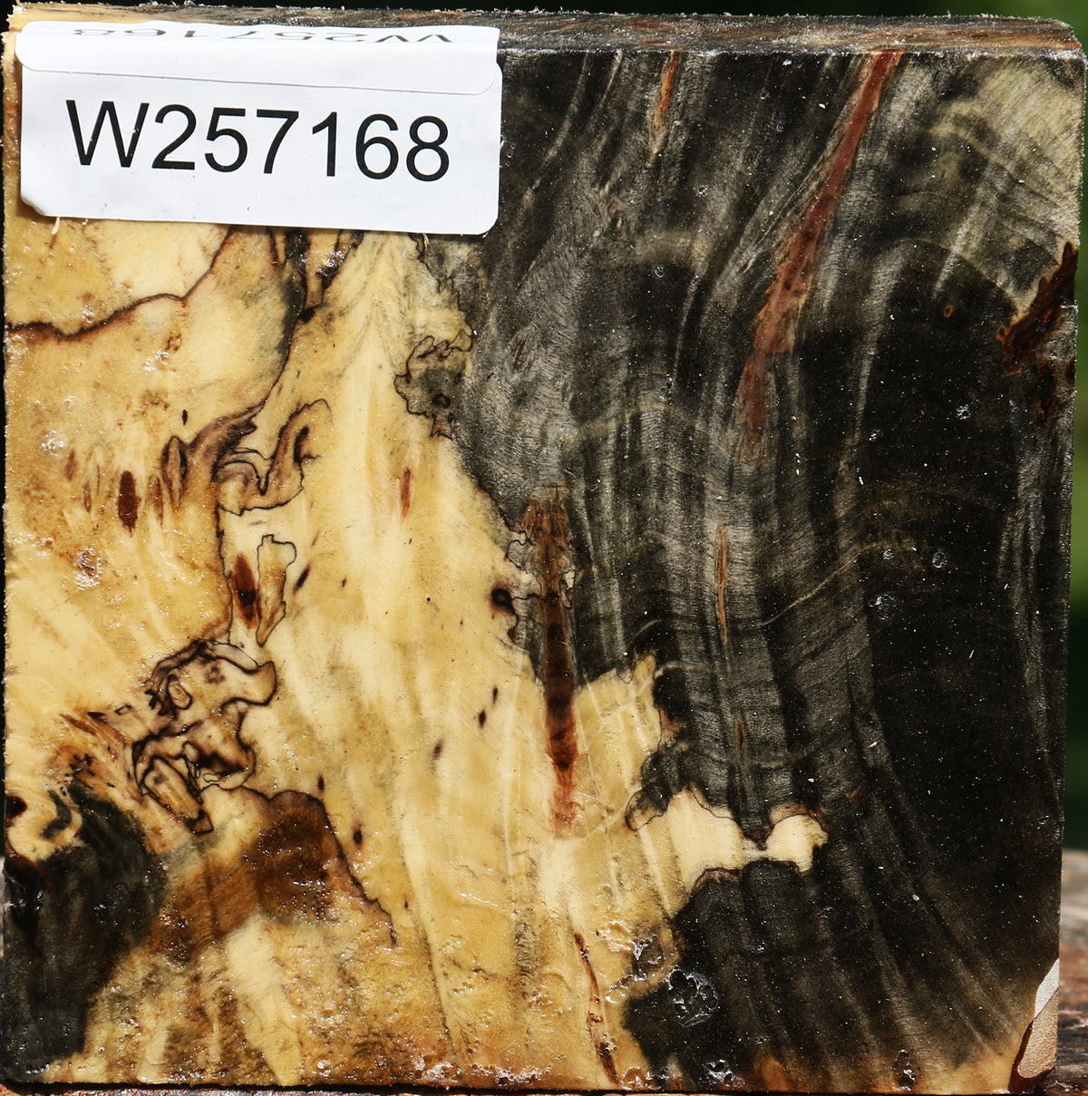 Buckeye Burl Bowl Blank