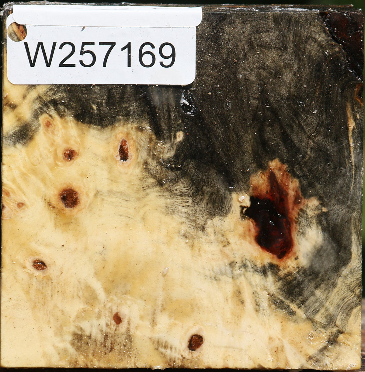 Buckeye Burl Bowl Blank