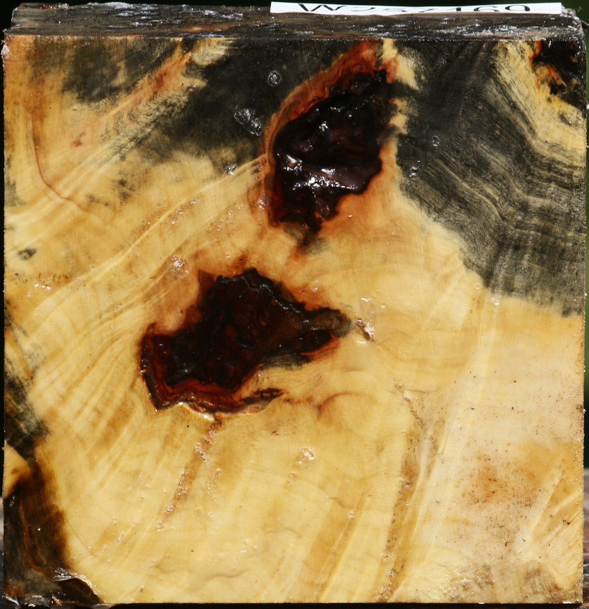 Buckeye Burl Bowl Blank