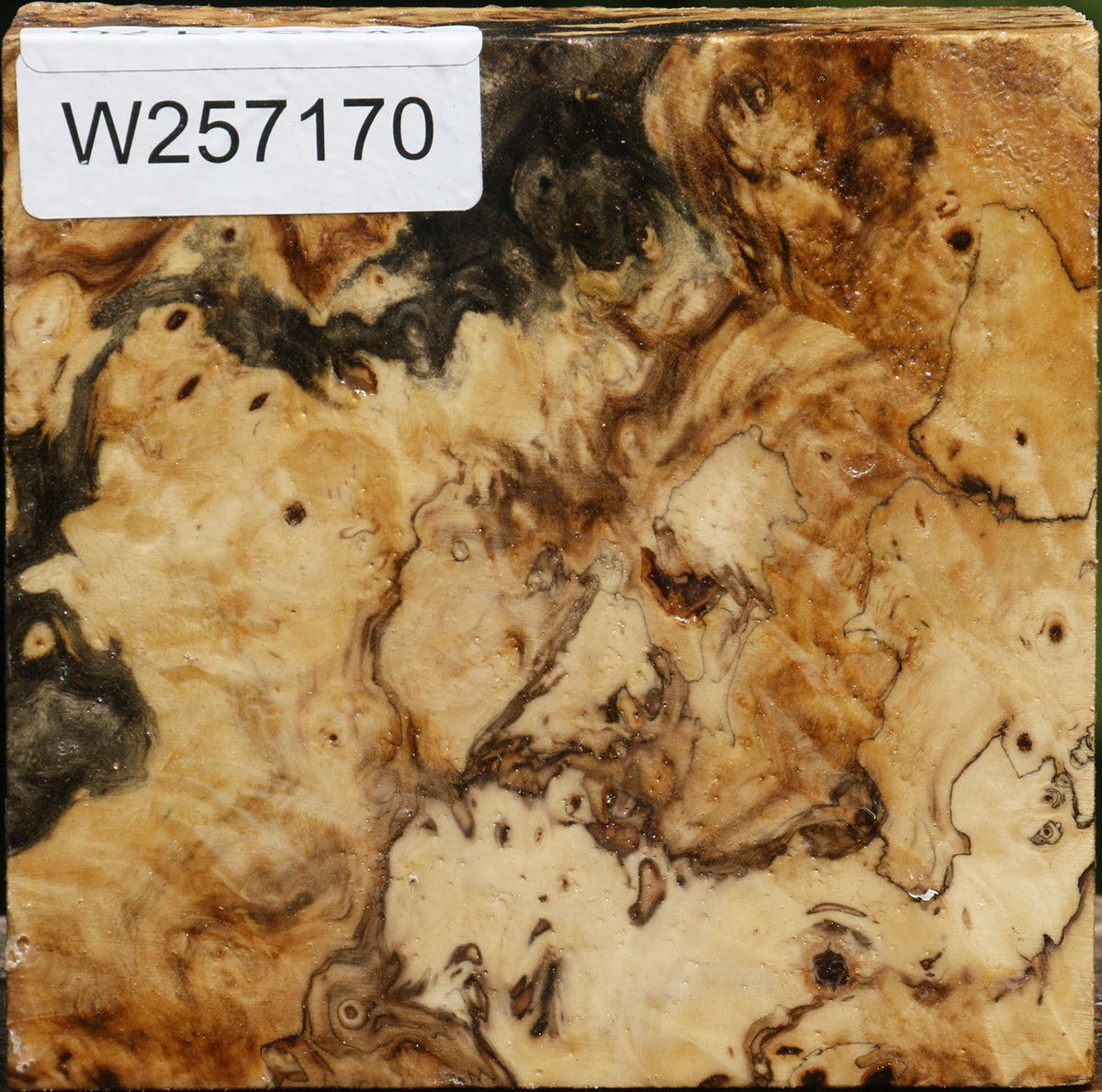 Buckeye Burl Bowl Blank