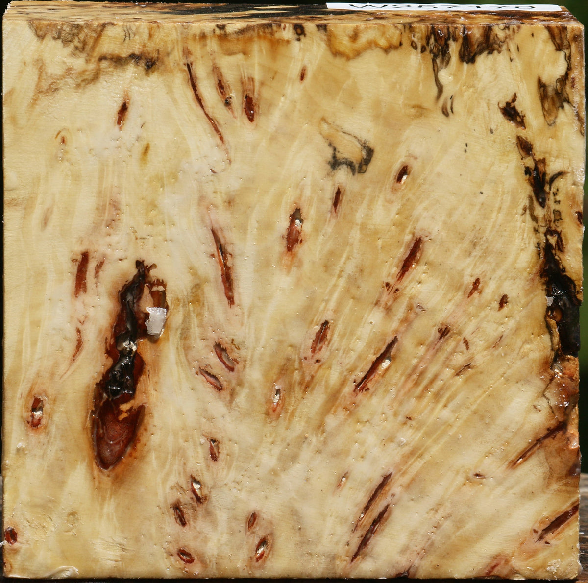 Buckeye Burl Bowl Blank