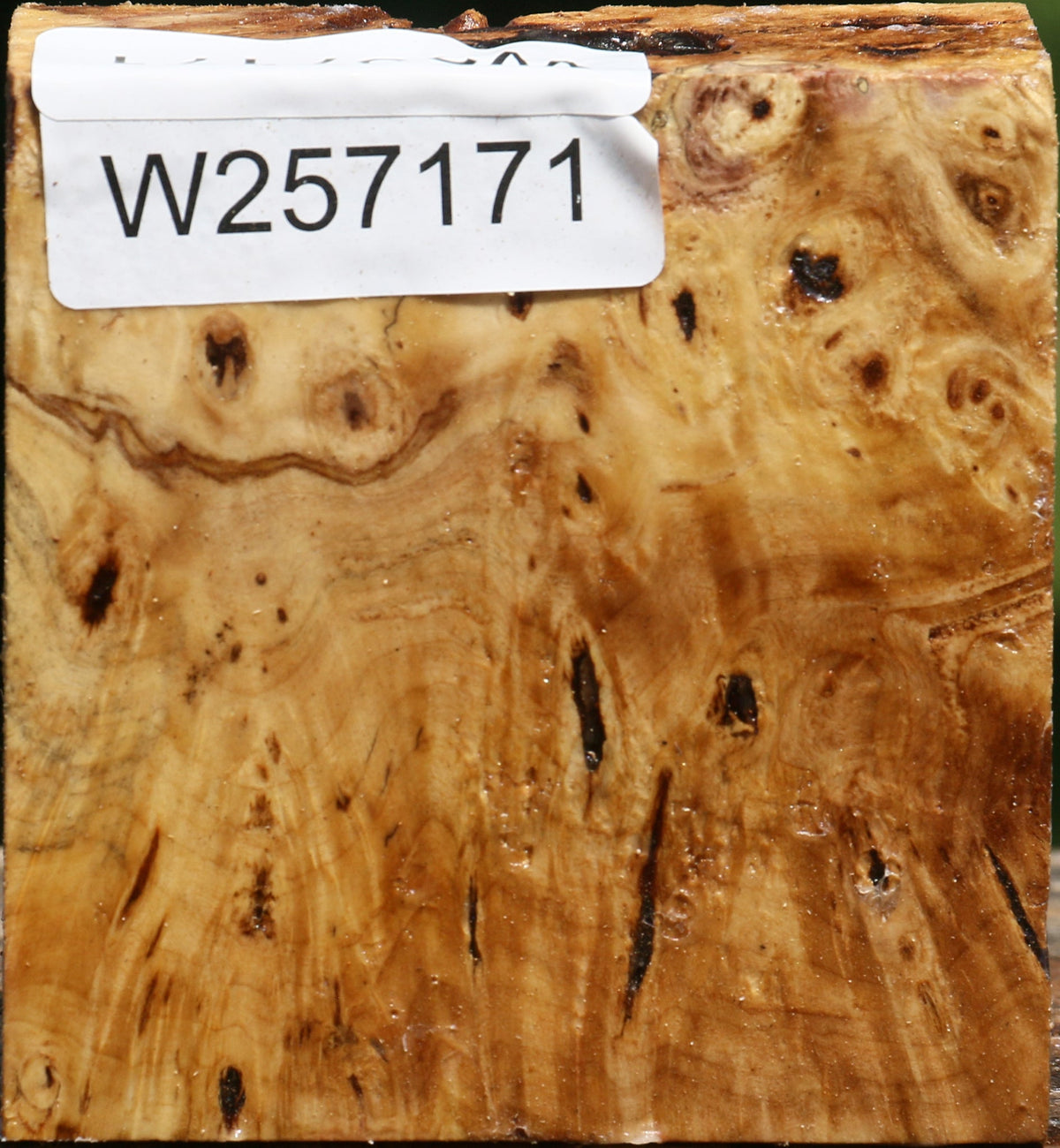 Buckeye Burl Bowl Blank