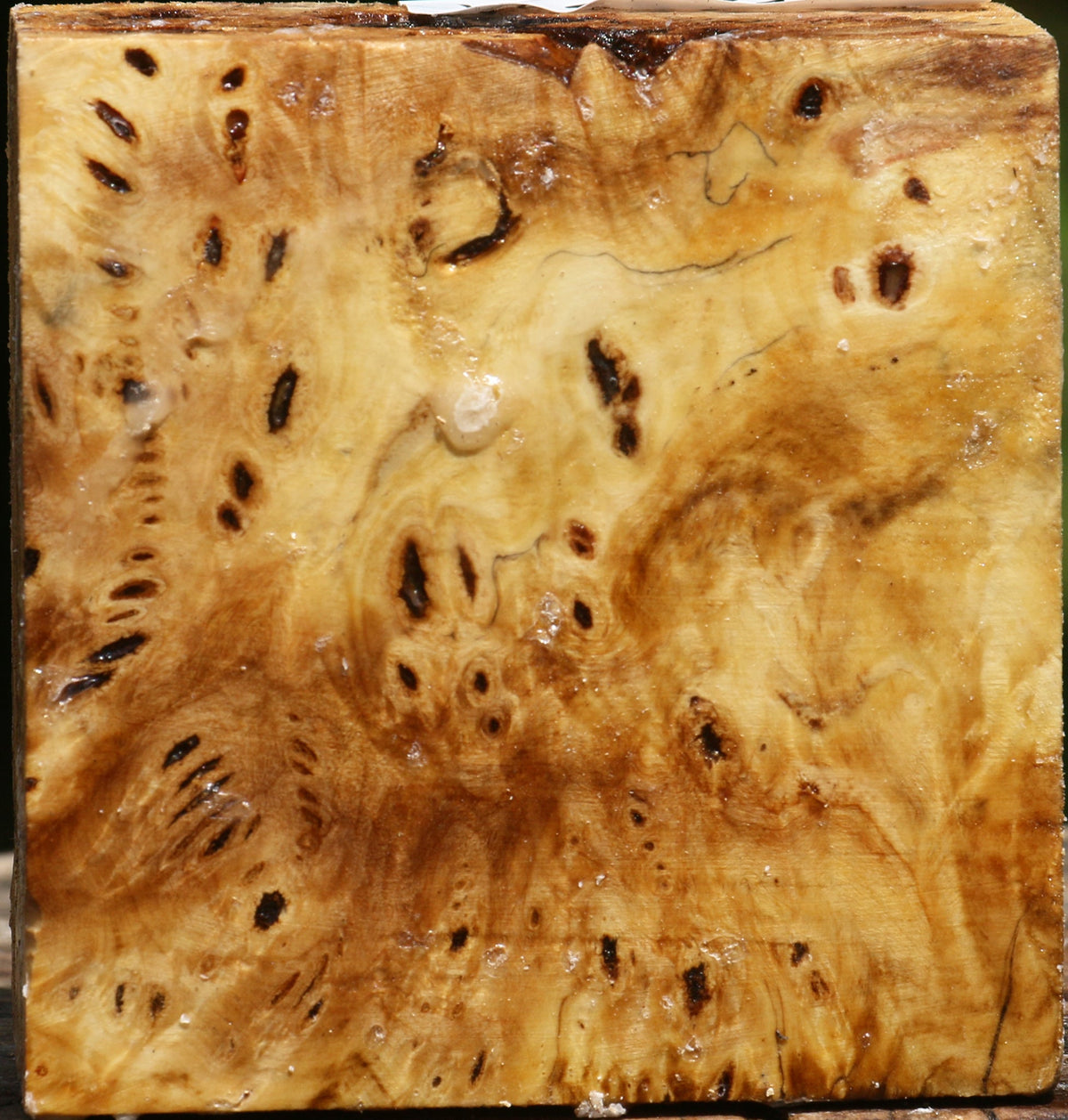Buckeye Burl Bowl Blank