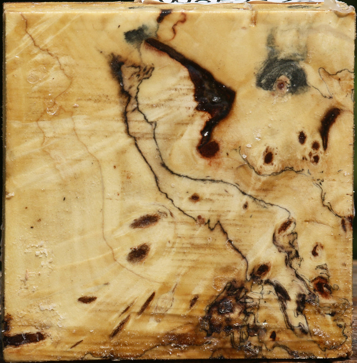 Buckeye Burl Bowl Blank