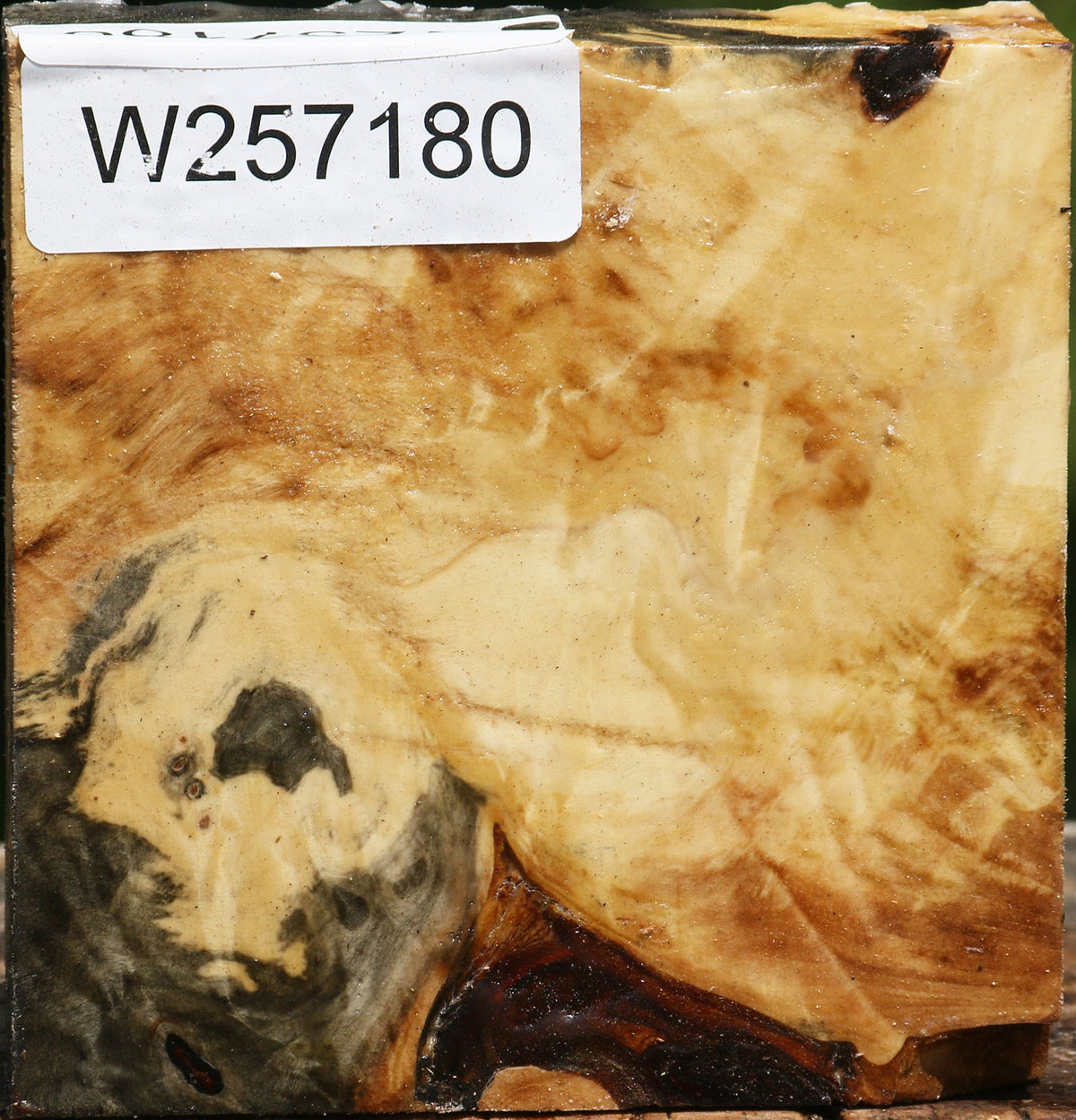 Buckeye Burl Bowl Blank