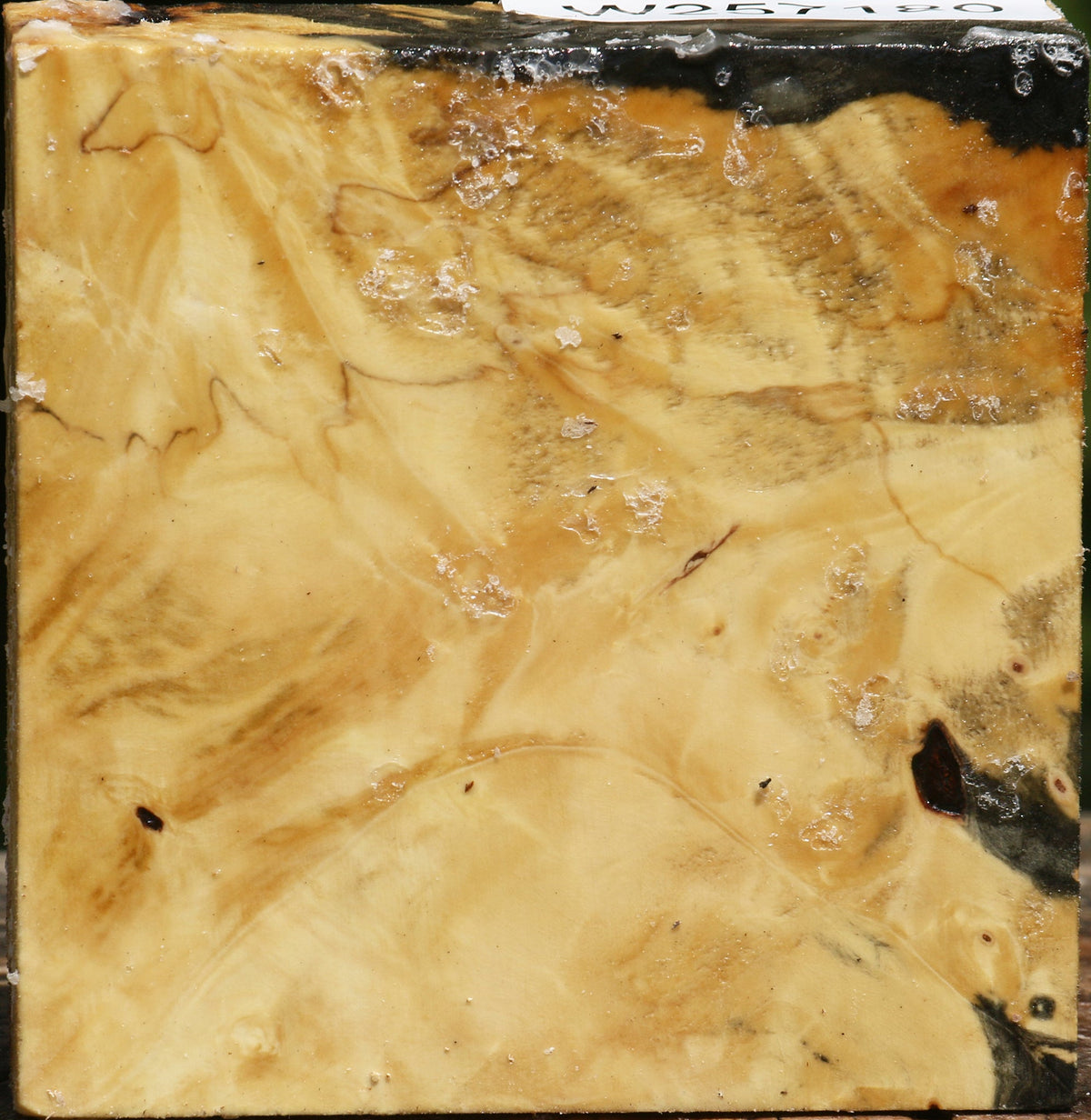 Buckeye Burl Bowl Blank