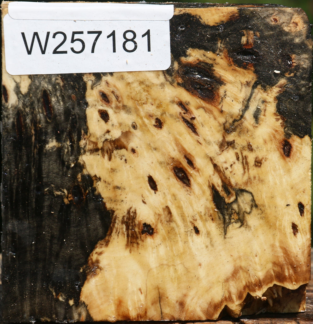 Buckeye Burl Bowl Blank