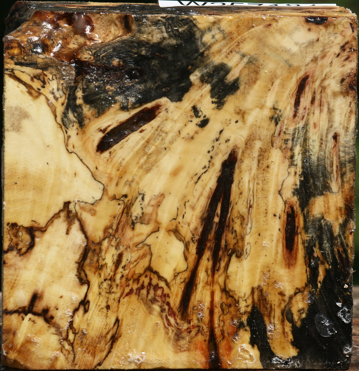 Buckeye Burl Bowl Blank
