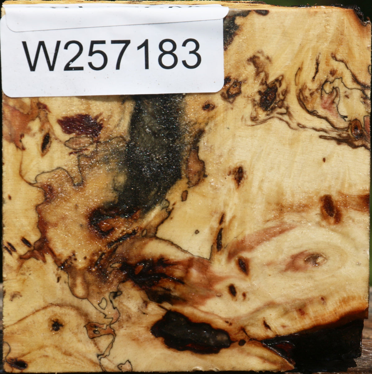 Buckeye Burl Bowl Blank