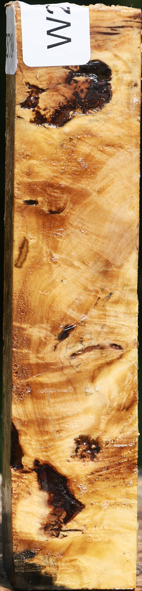 Buckeye Burl Turning Square