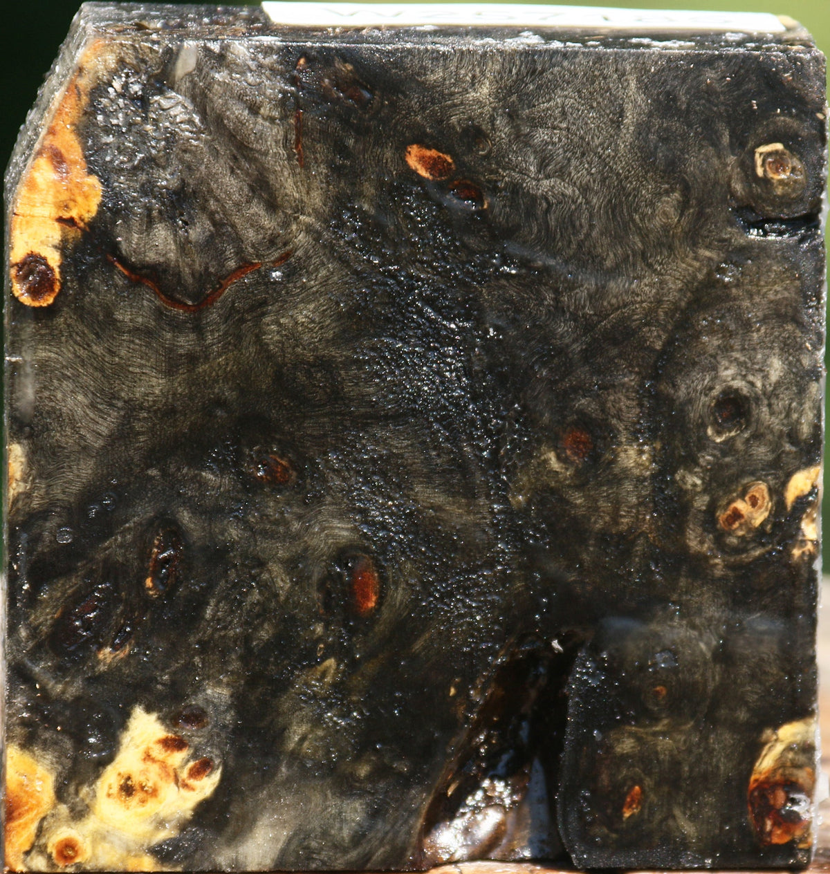 Buckeye Burl Bowl Blank