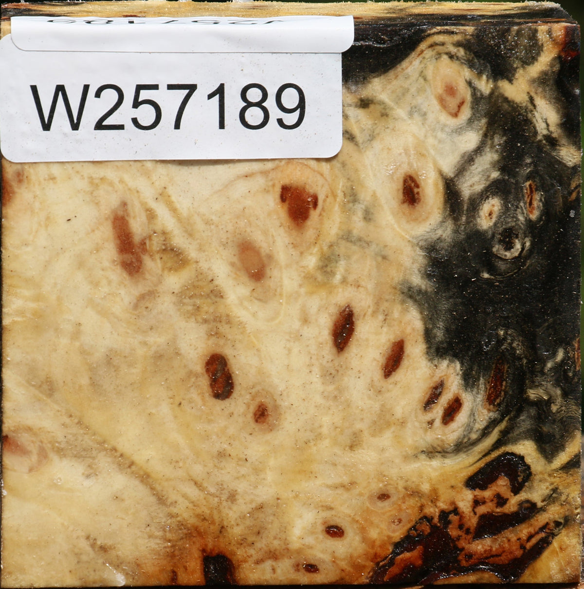 Buckeye Burl Bowl Blank