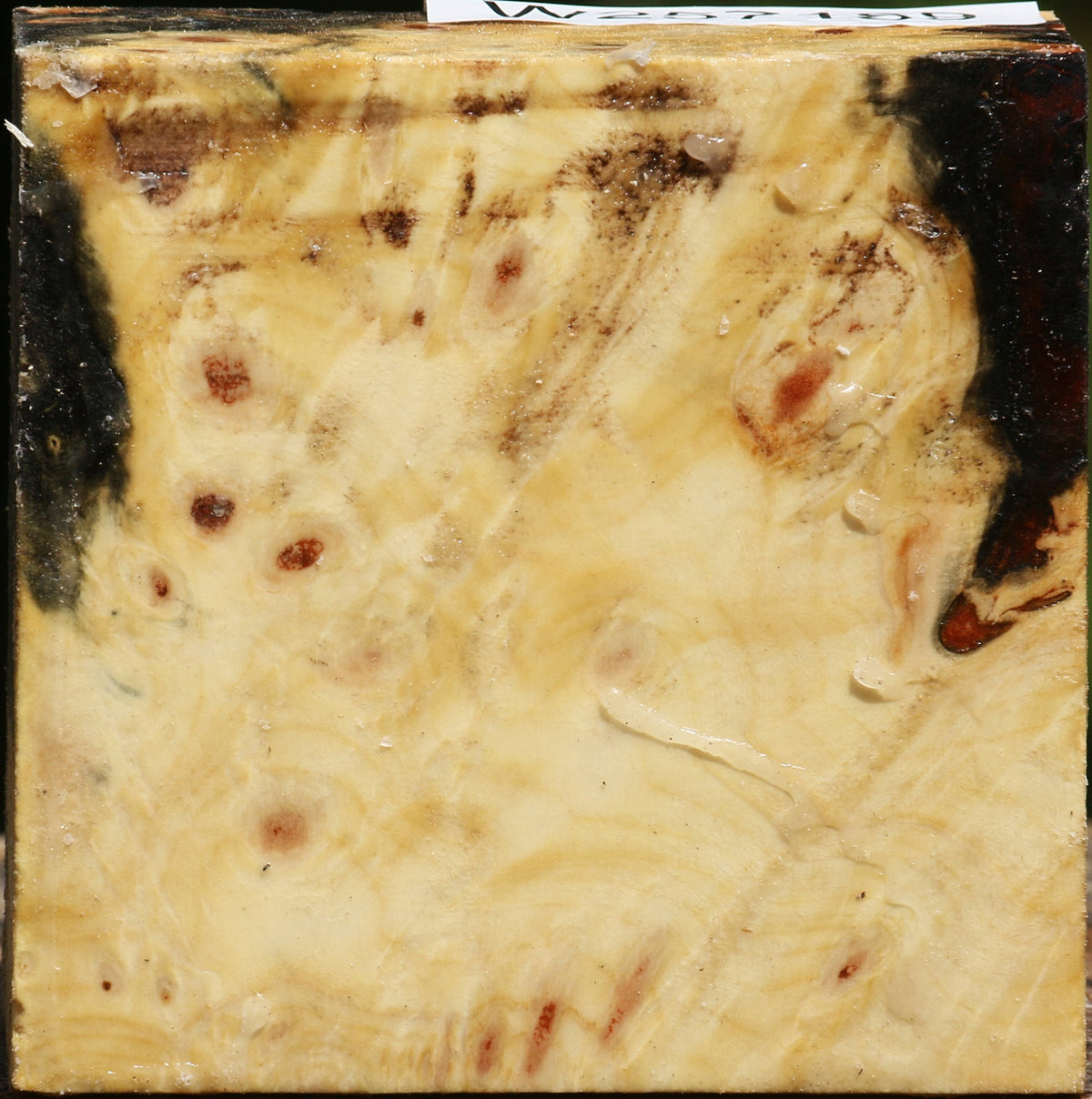 Buckeye Burl Bowl Blank