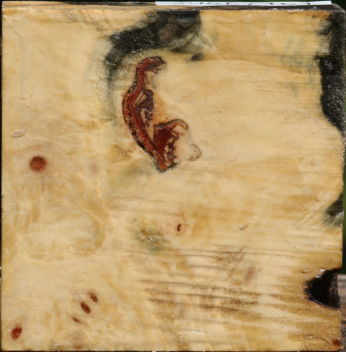 Buckeye Burl Bowl Blank