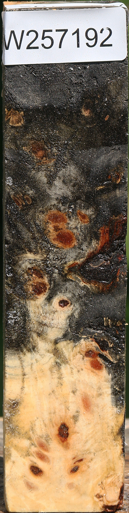 Buckeye Burl Turning Square