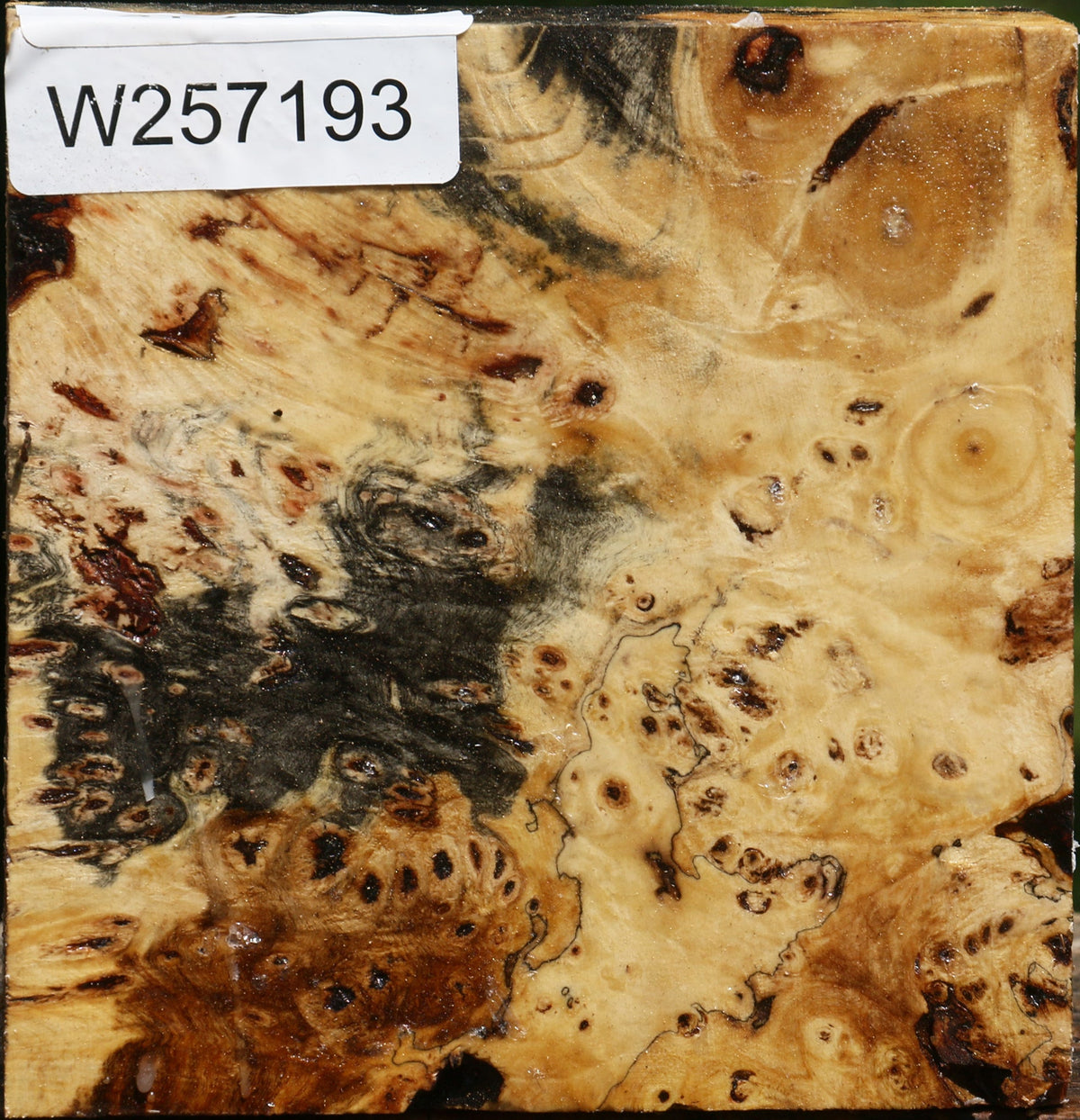 Buckeye Burl Bowl Blank