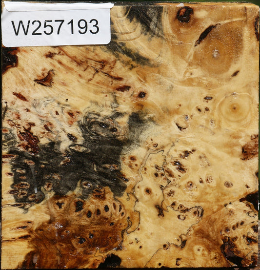 Buckeye Burl Bowl Blank
