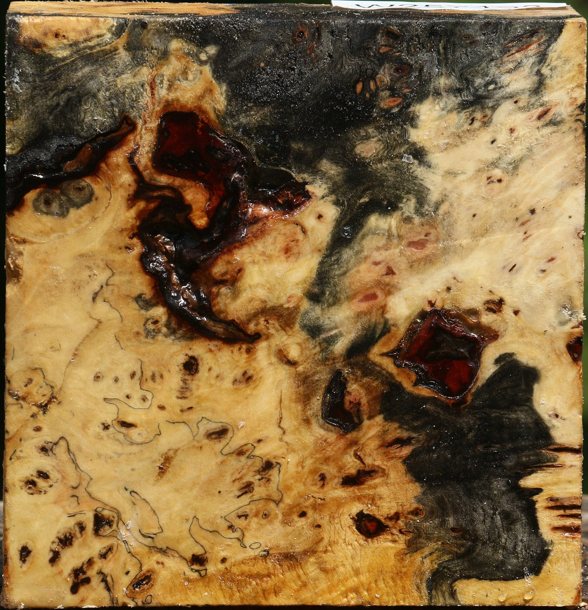 Buckeye Burl Bowl Blank