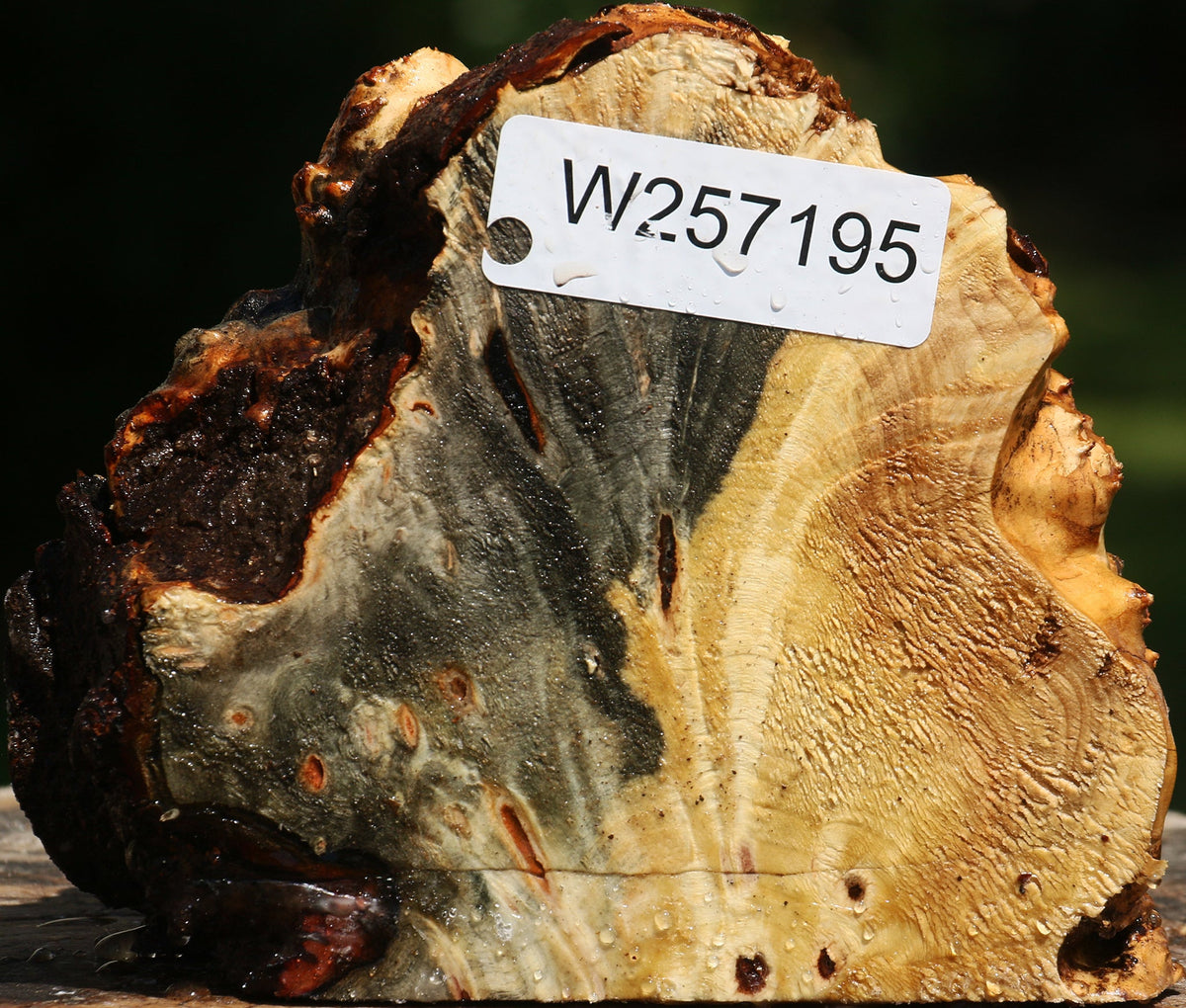 Buckeye Burl Live Edge Slice