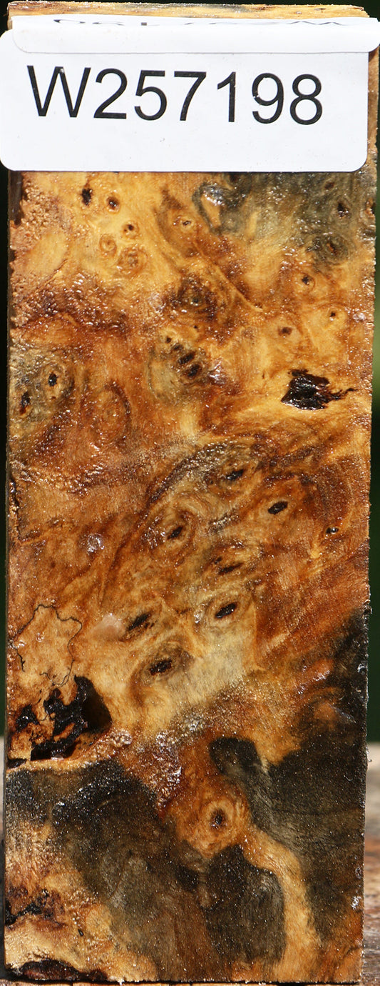 Buckeye Burl Turning Blank