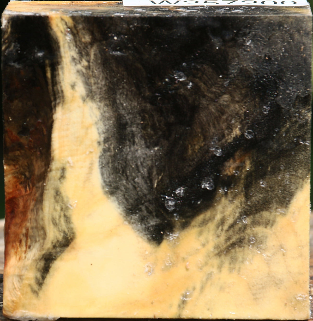 Buckeye Burl Bowl Blank
