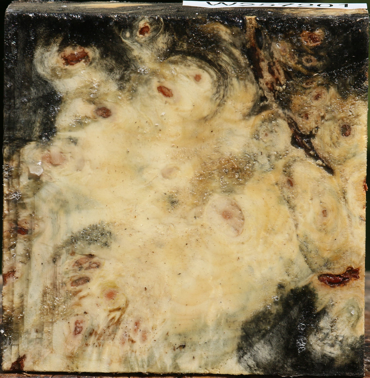 Buckeye Burl Bowl Blank