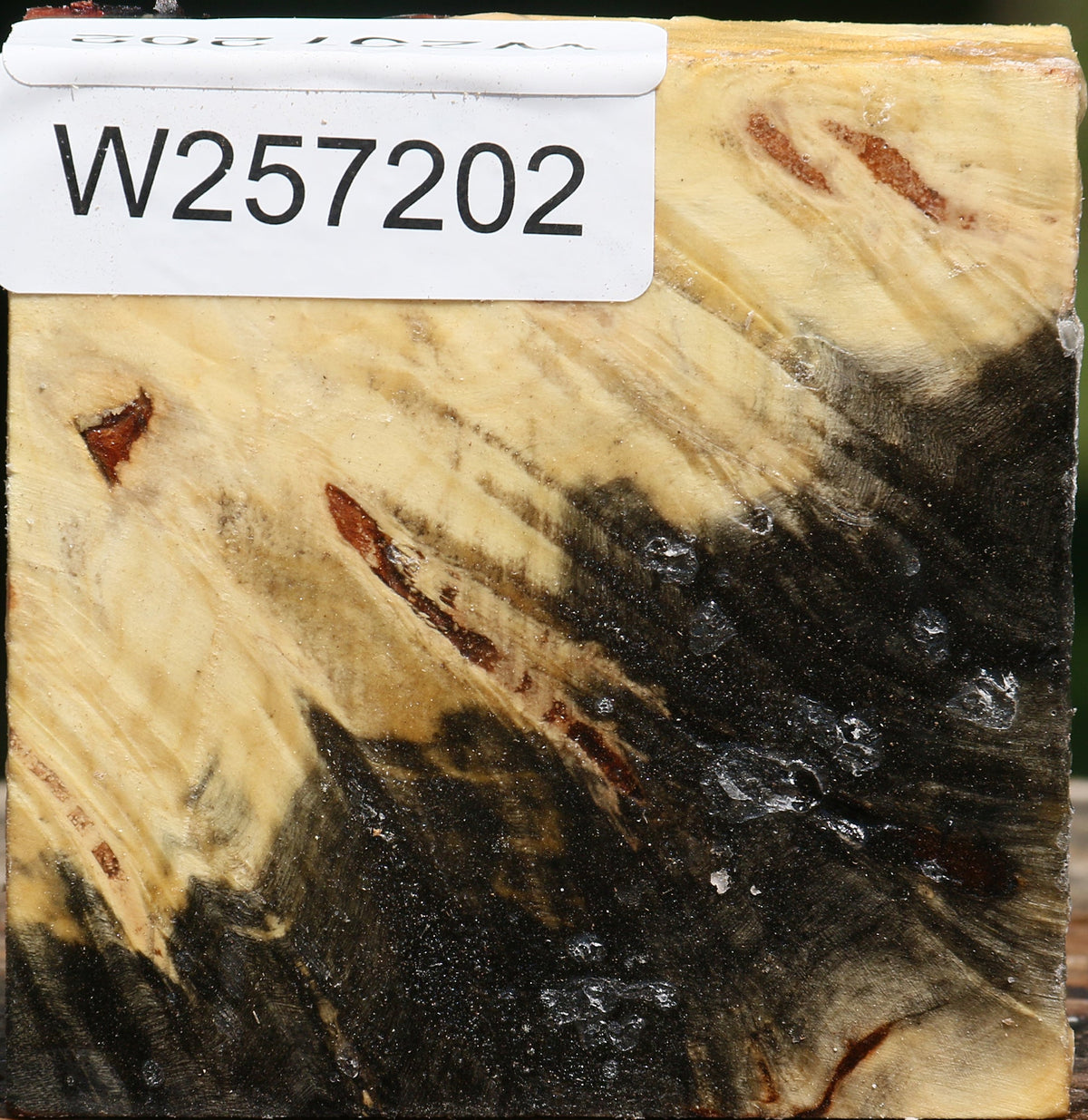 Buckeye Burl Bowl Blank