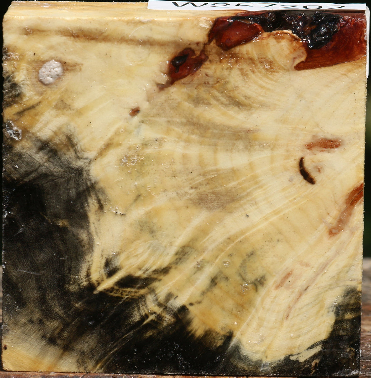 Buckeye Burl Bowl Blank