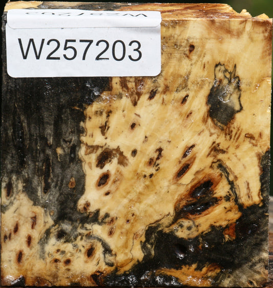 Buckeye Burl Bowl Blank