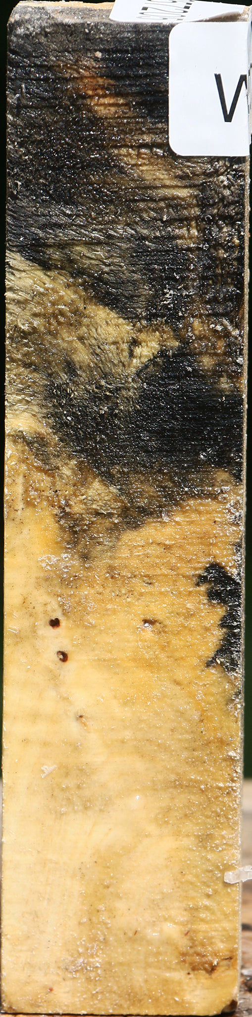 Buckeye Burl Turning Square