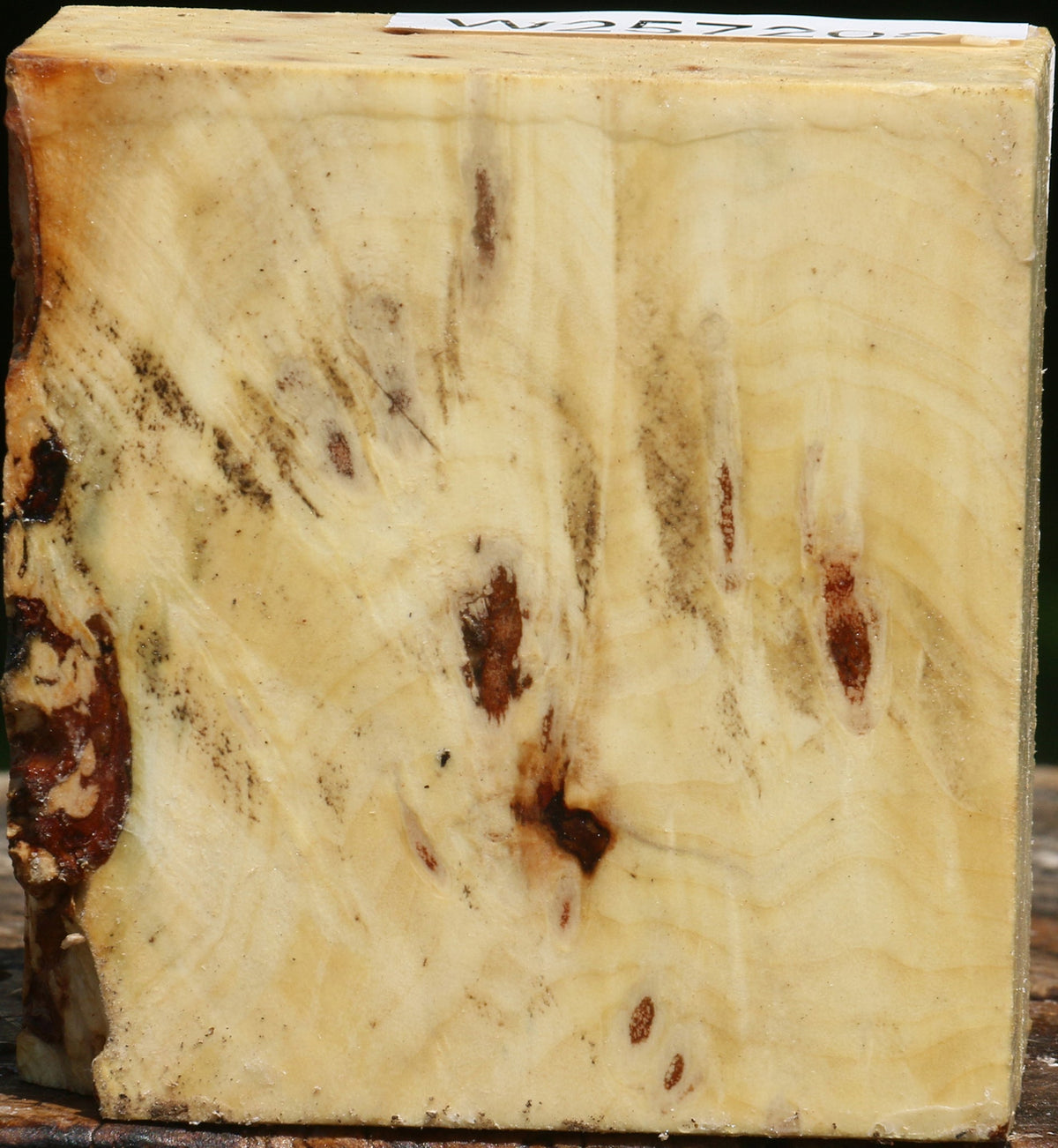 Buckeye Burl Bowl Blank